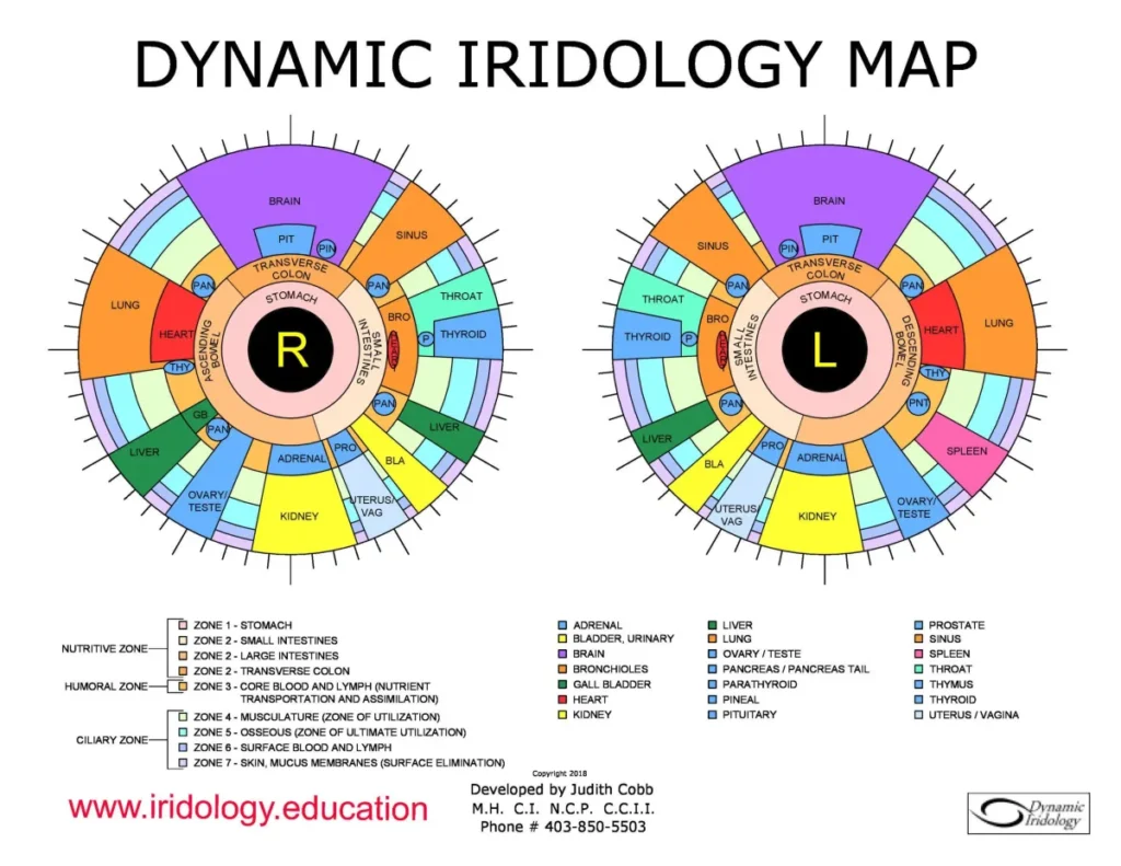DYNAMIC IRIDOLOGY MAP
