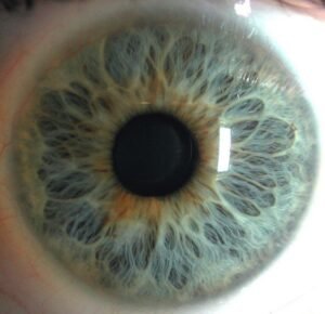 Chapter 2.3: The Color of the Iris