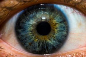 Chapter 2.4: The Relationship Between the Pupil and the Iris