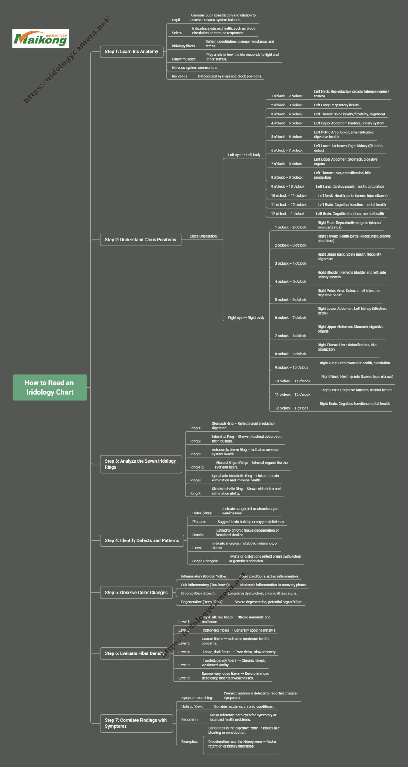 How to Read an Iridology Chart