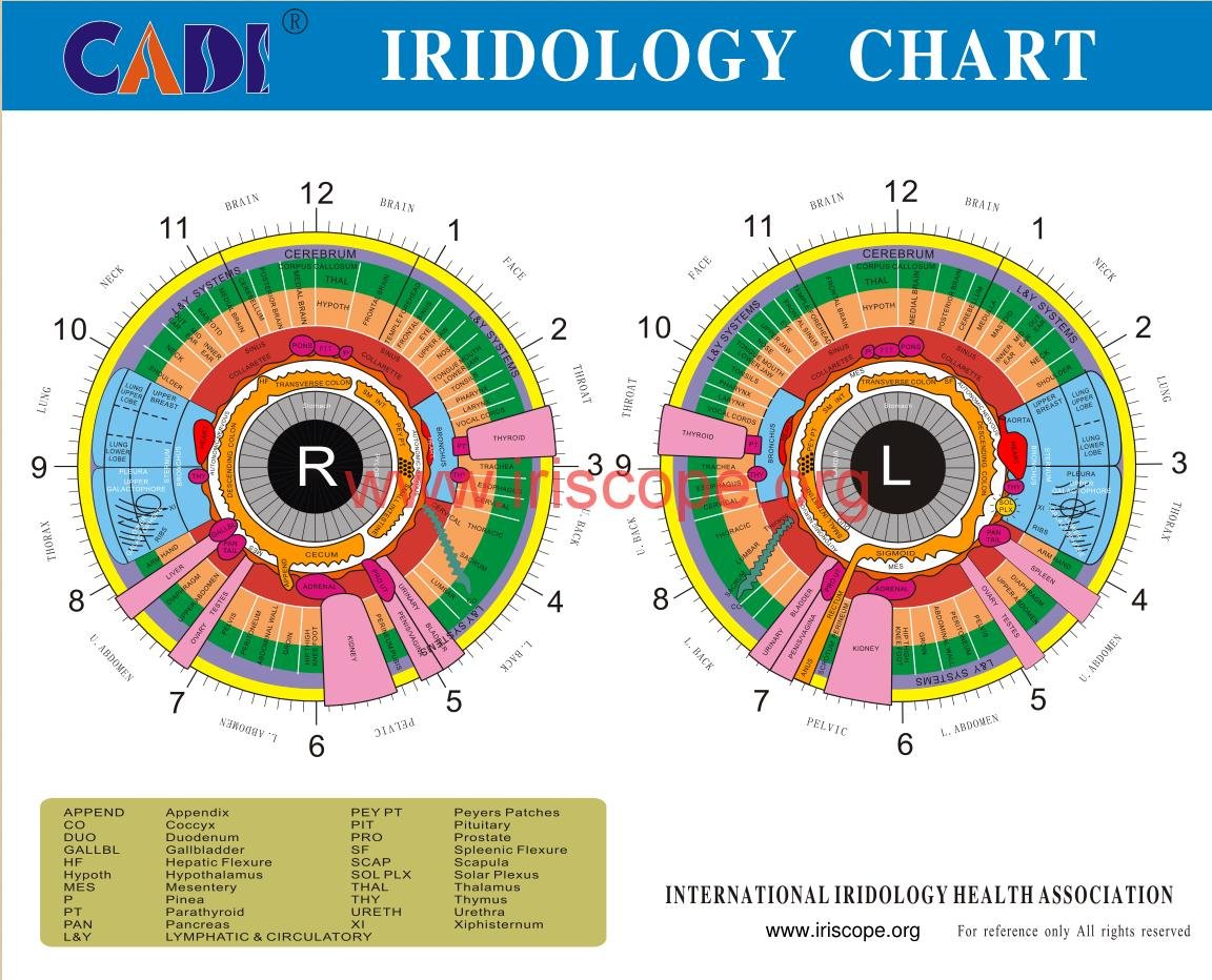Iridology Chart How To Read