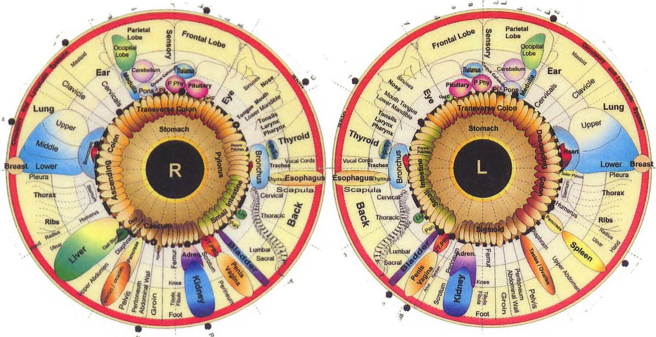 iridology chart