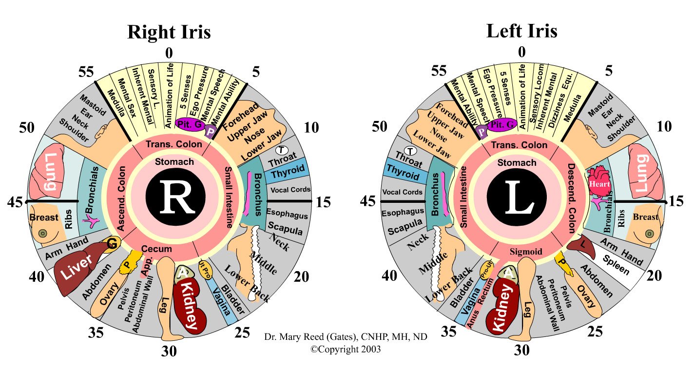 iridology chart