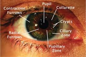 Iridology 4.1: Interpreting the Iris Organ Reflection Map