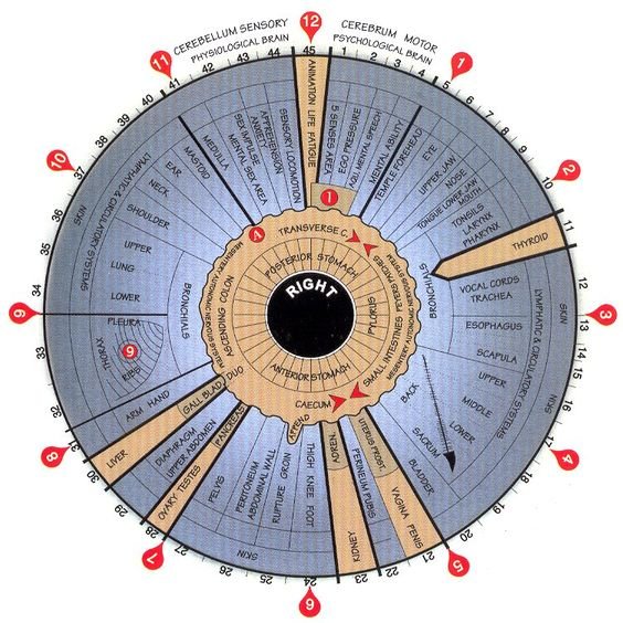 Iridology Right Eye Chart 2