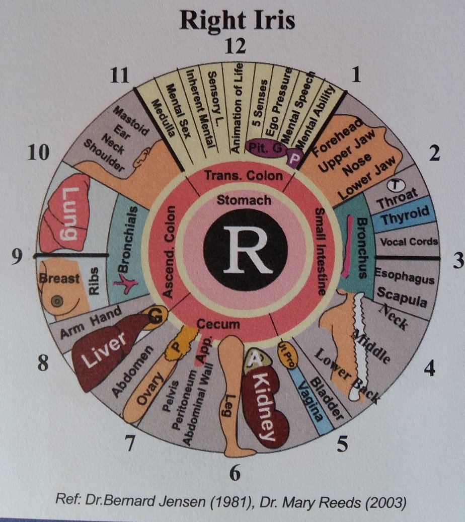 Iridology Right Eye Chart 4