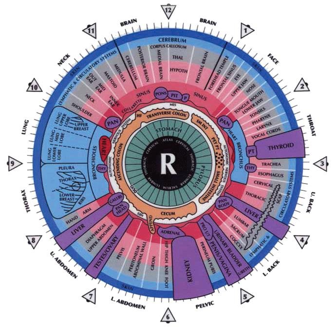 Iridology Right Eye Chart