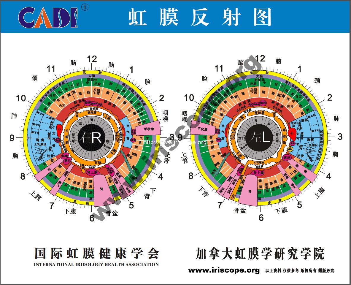 Iridology Map