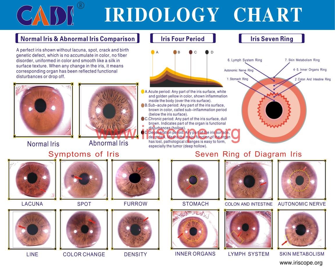 Iridology Map