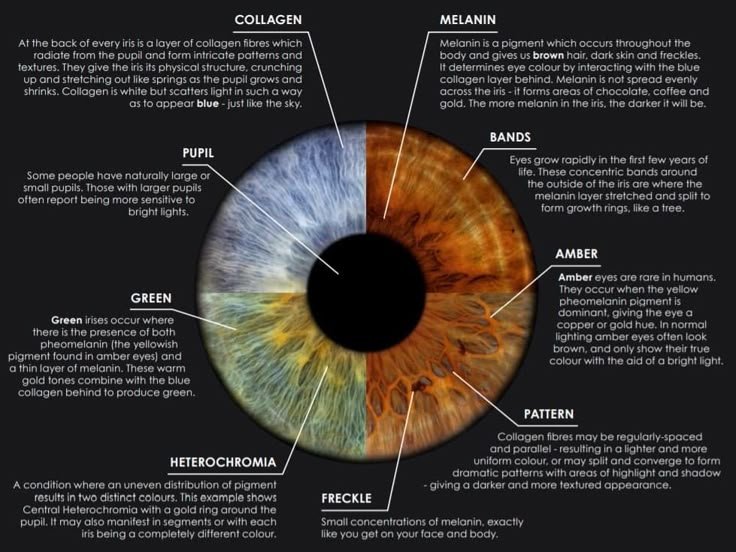 Relationship Between Color Changes in the Iris and Organ Function