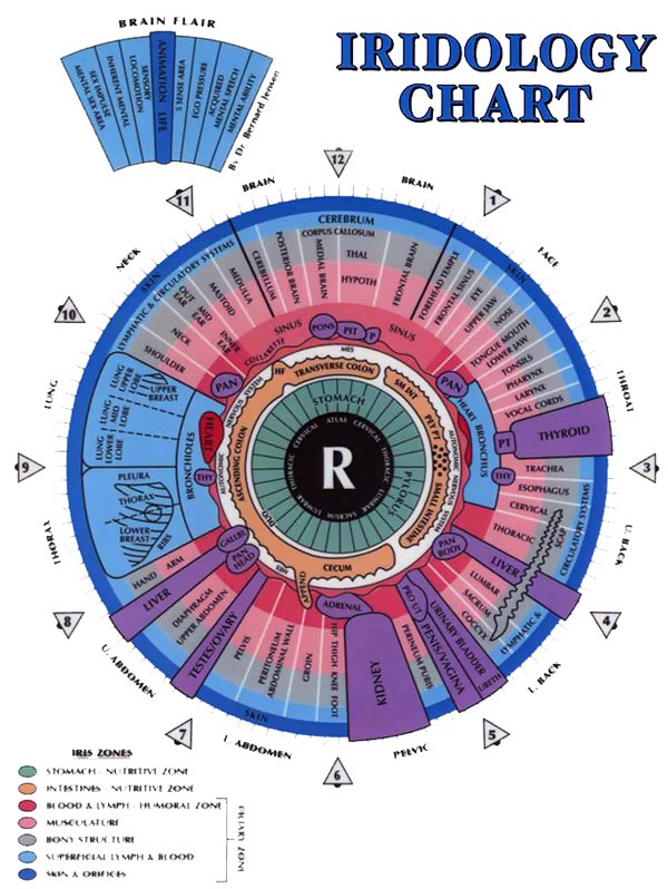 Right iridology chart