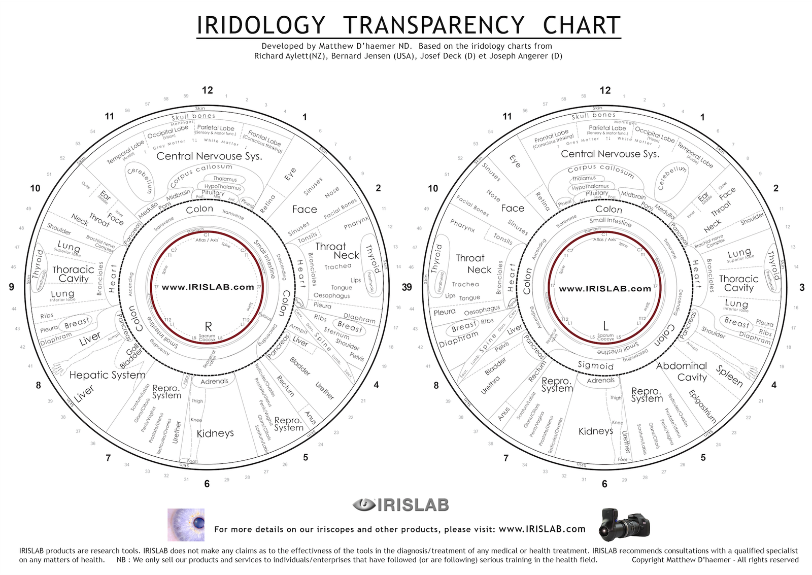 Iridology Map