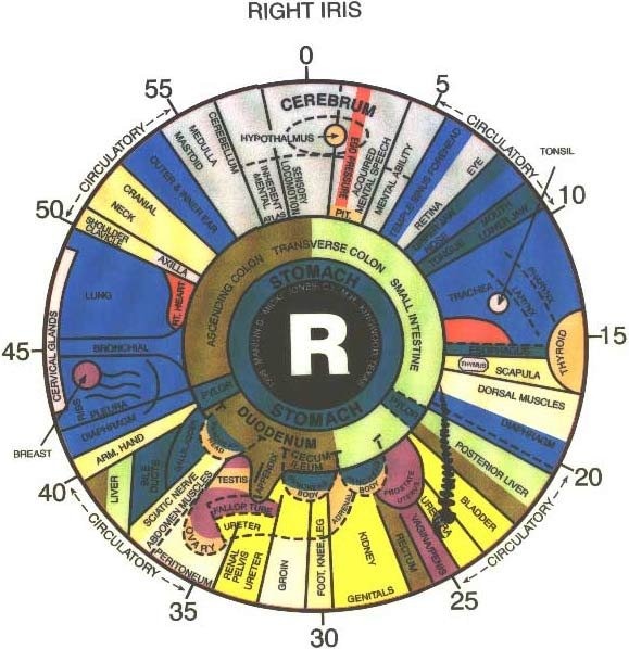 iridology chart 10