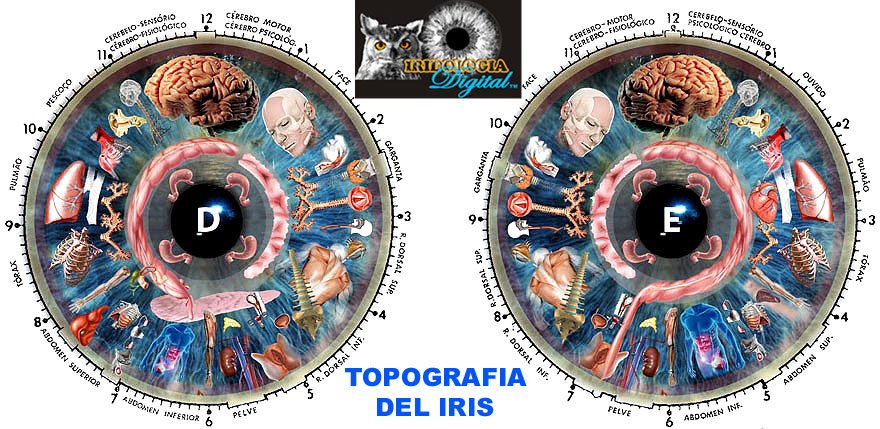 iridology chart 2 1