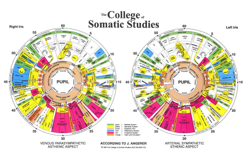 iridology chart 5