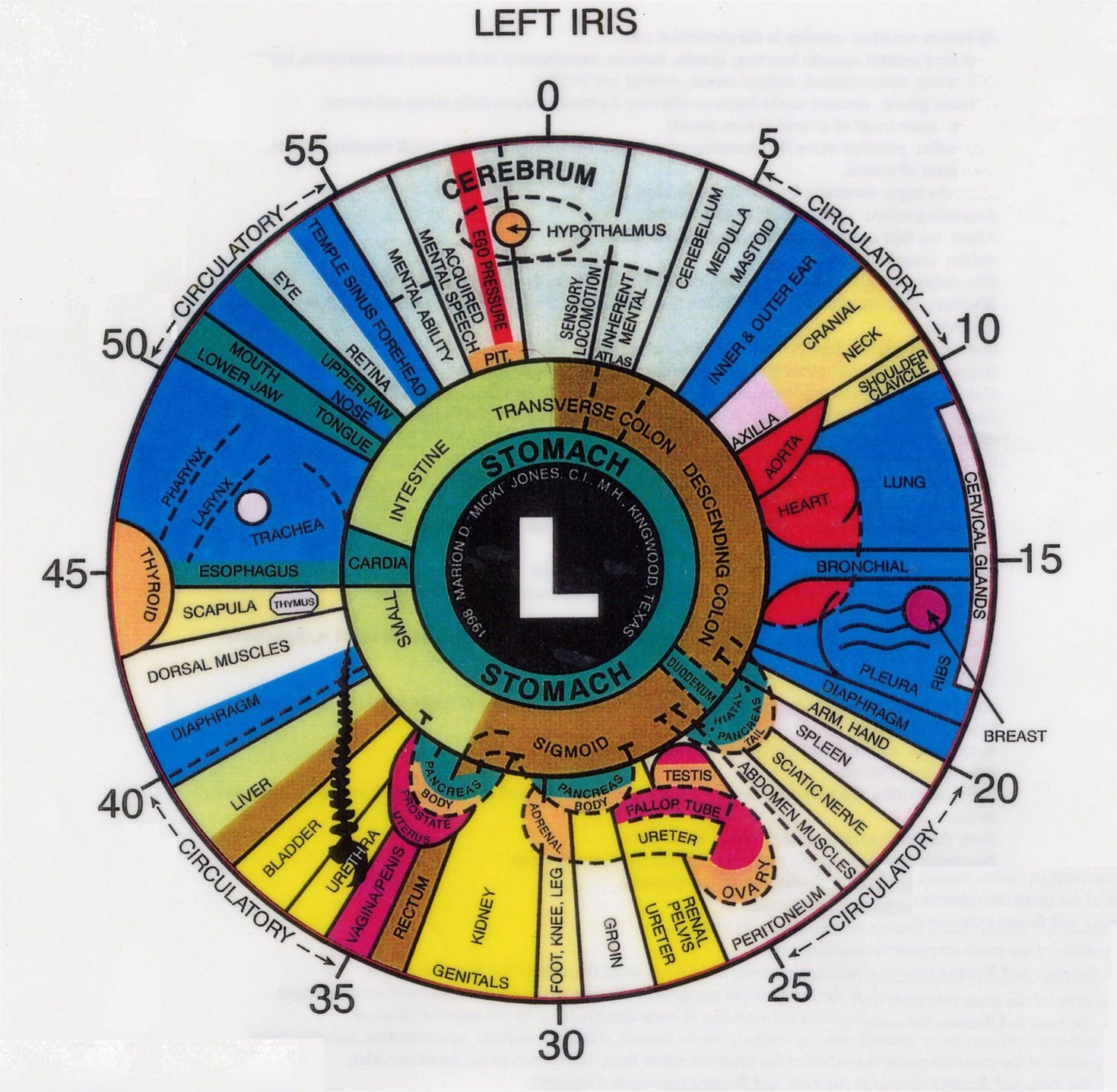 iridology chart 8