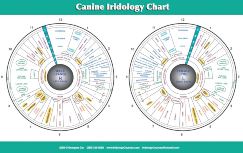 iridology diagnosis chart 11