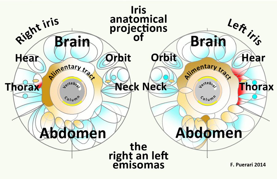iridology diagnosis chart 15