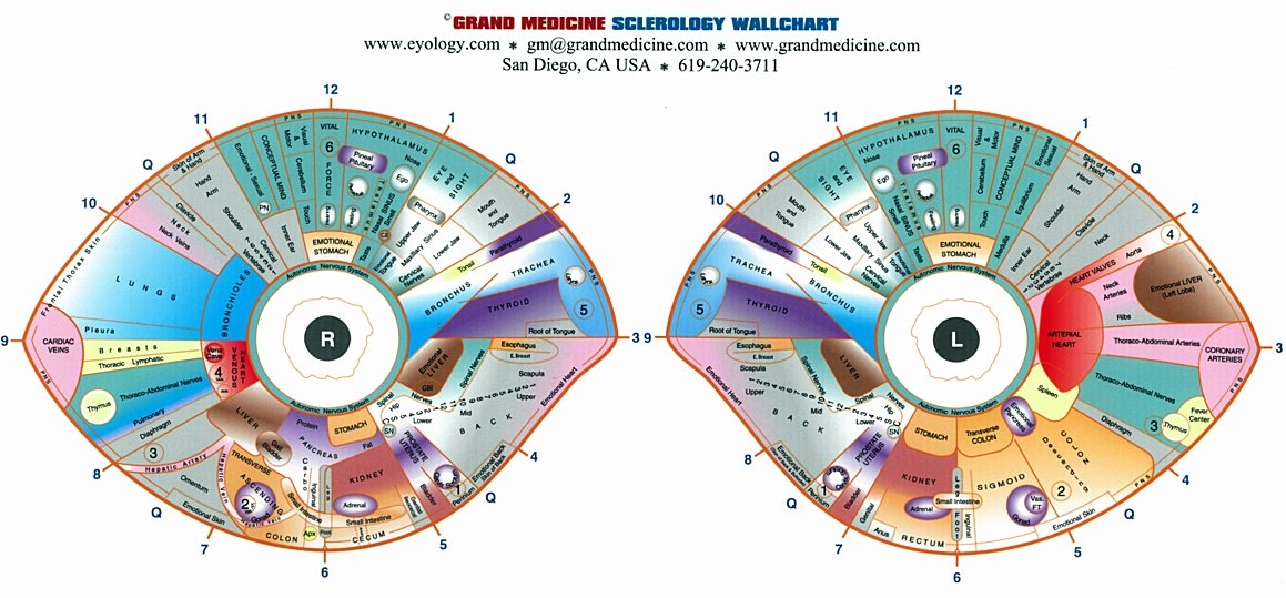 sclerology Iridology Chart