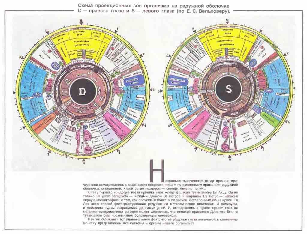 90 03 zony glaza b iridology chart