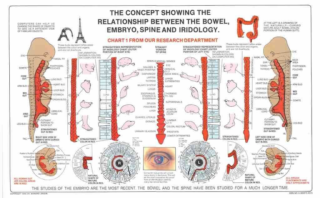 Bowel Embryo Spine and Iridology iridology chart