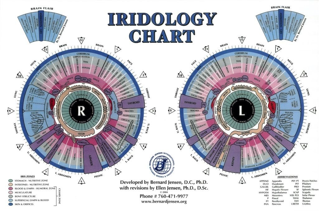 Ellen Tart Jensens Iridology Chart