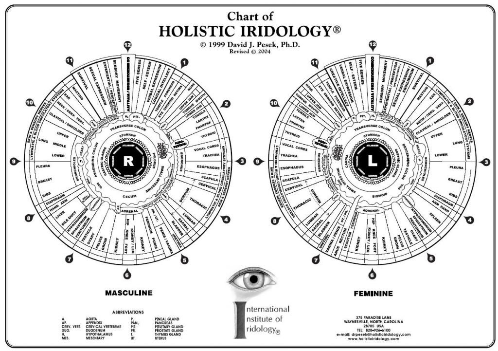 Holistic Iridology Chart