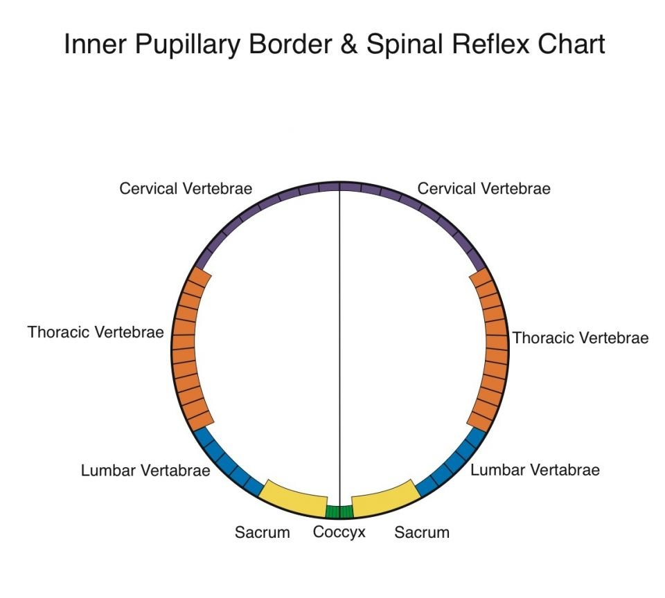 IPB Spinal reflex Chart iridology chart