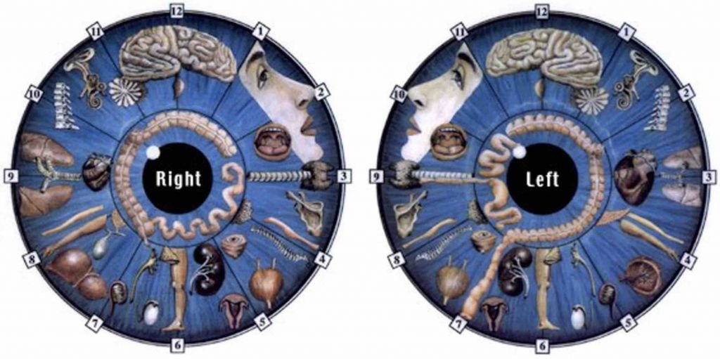 Iridology Chart 3