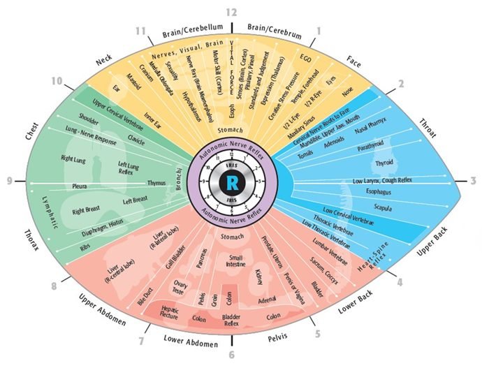 Iridology Chart Right Eye
