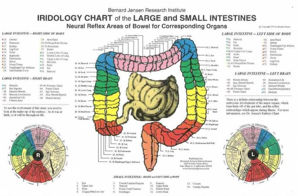 Iridology Chart of Large Small Intestine