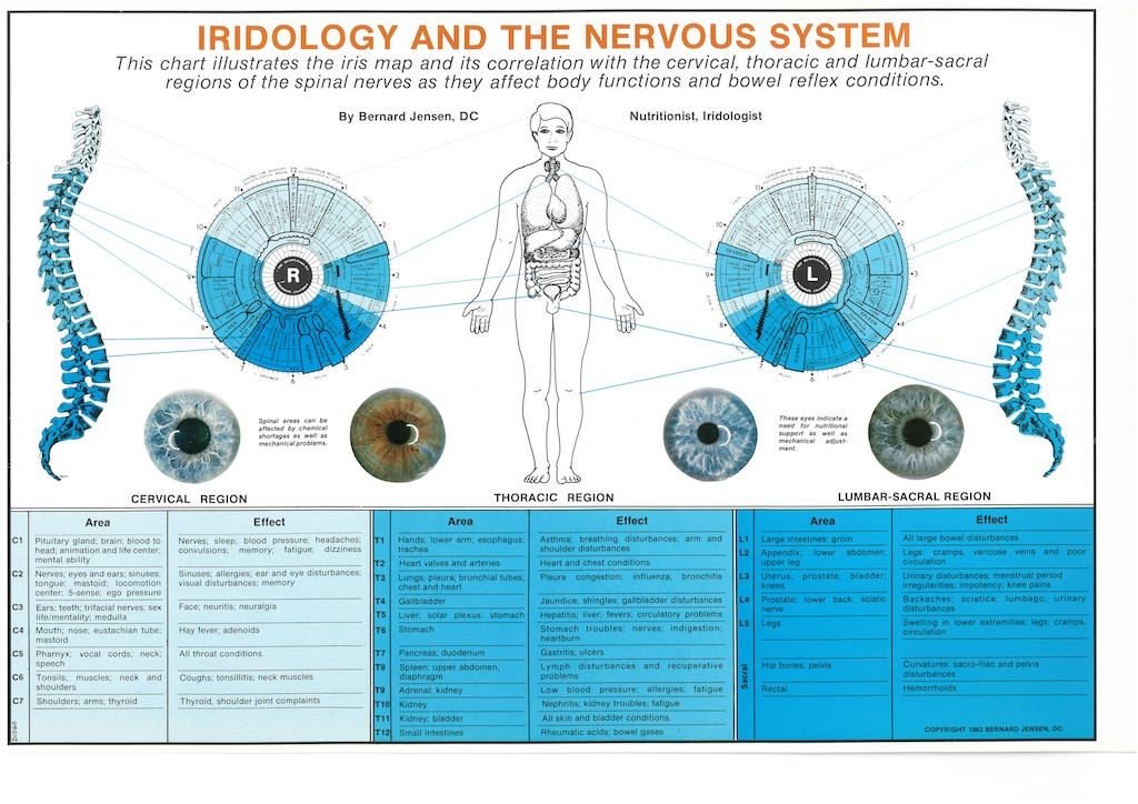 Iridology and the Nervous System iridology chart