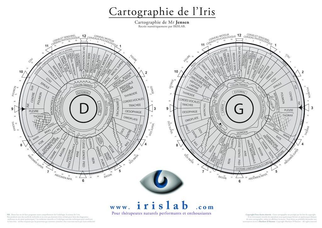 Iris Wall Chart FR Jensen iridology chart