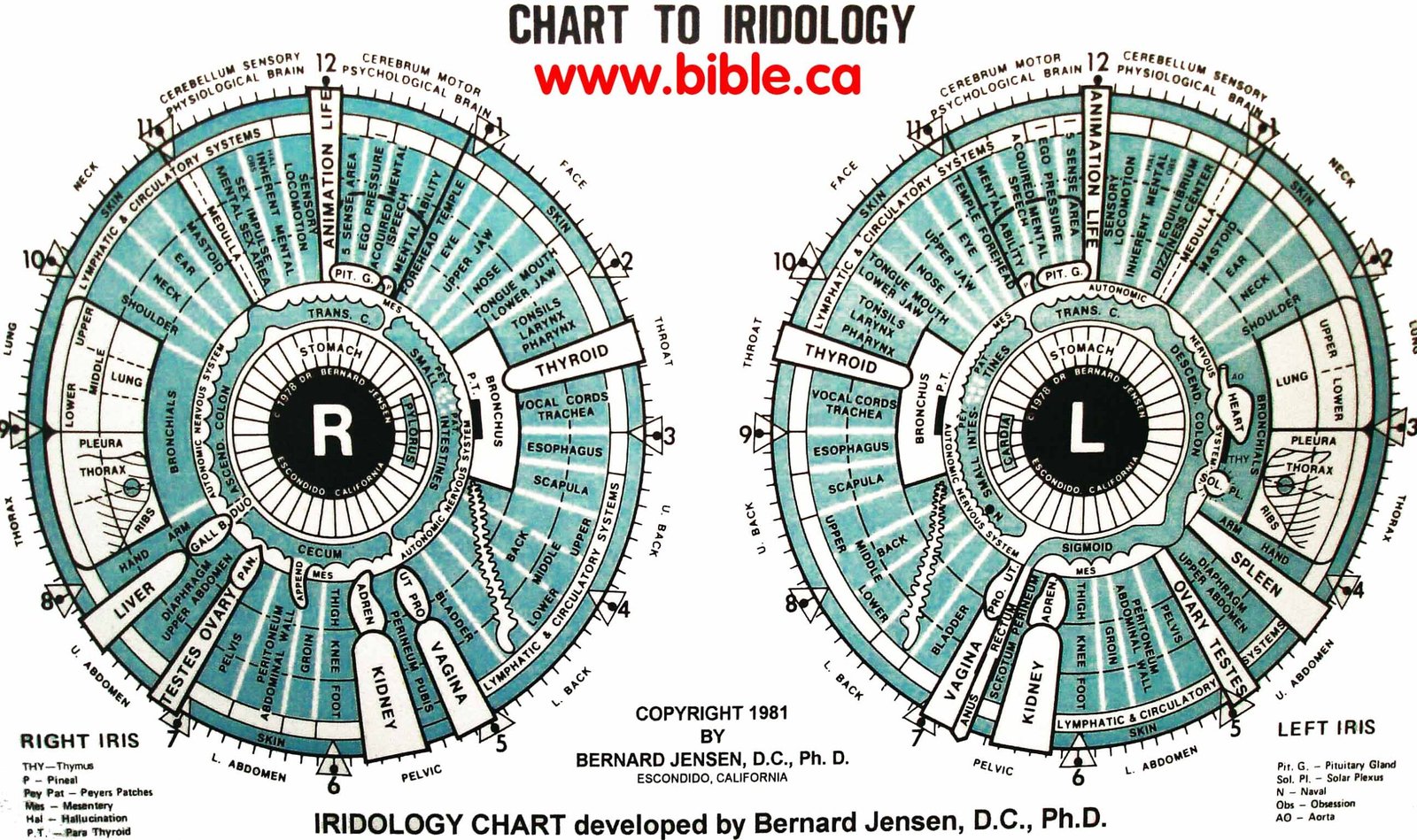 iridology chart