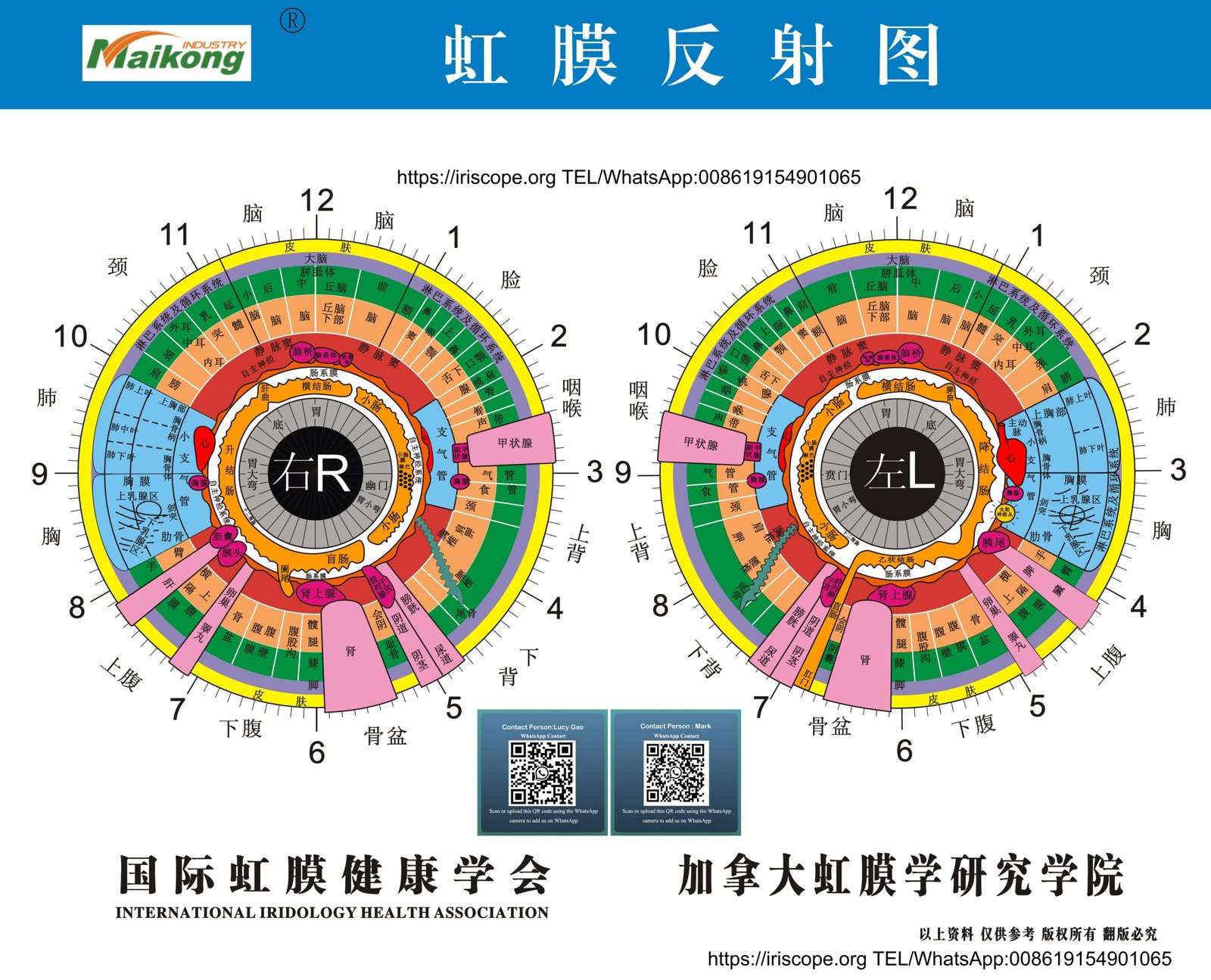 Designing a Practical Mobile Iris Imaging Kit for Australian Wellness Practitioners — MAIKONG iridologia mapa (22).jpg