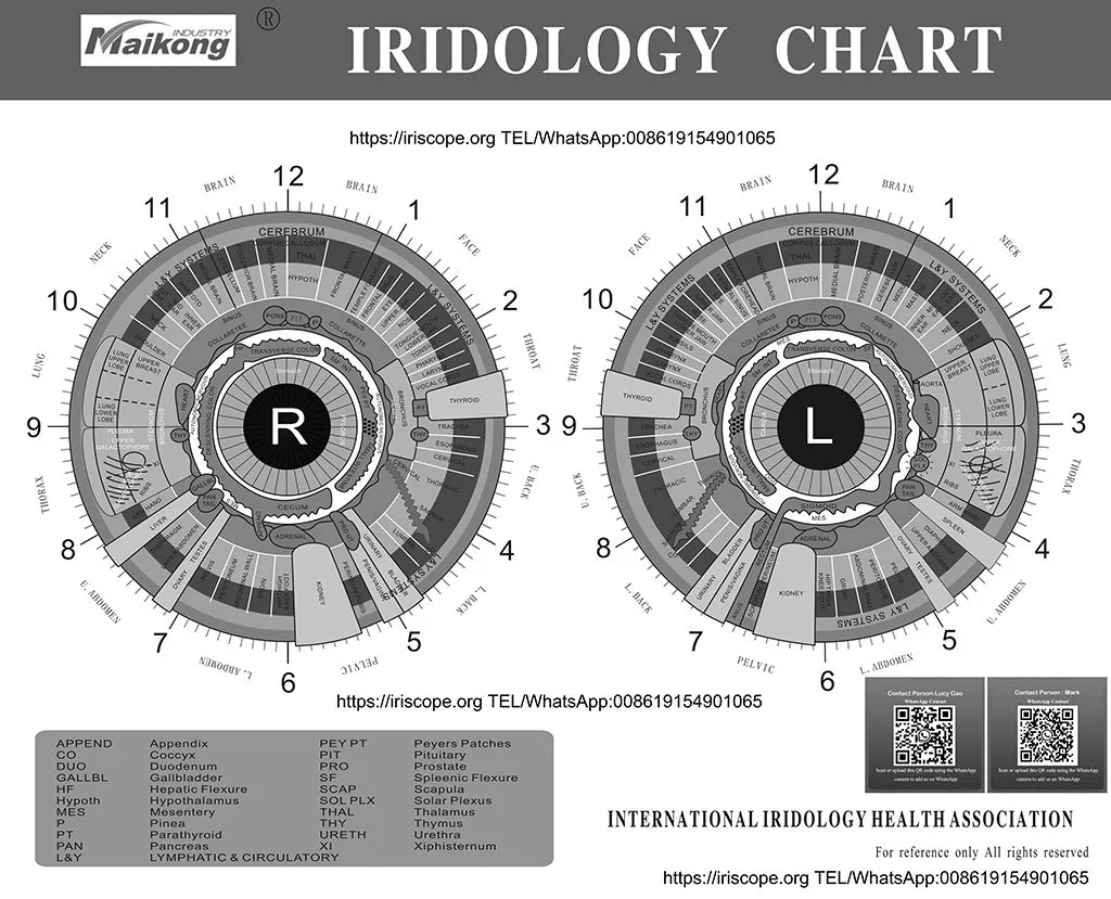 Integrating AI-assisted iris analysis into training programs — MAIKONG iridologia mapa (2).jpg