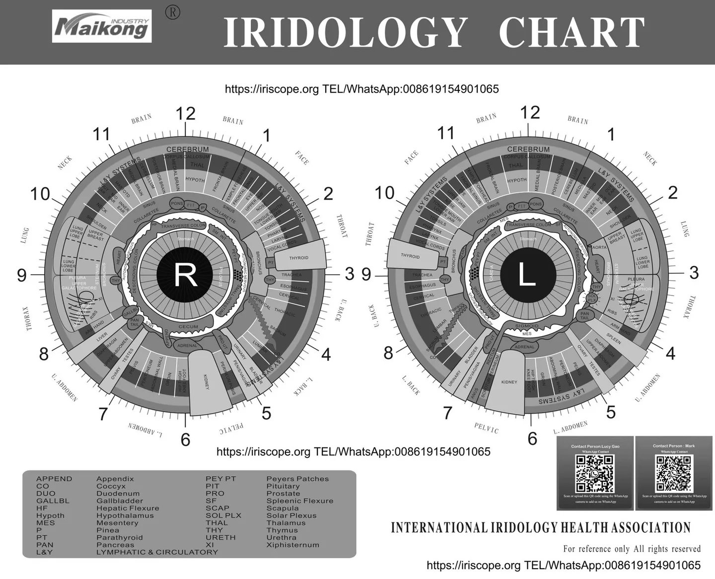 Designing a reliable dual‑station iris imaging consultation room for Australian iridology clinics — MAIKONG iridologia mapa (13).jpg