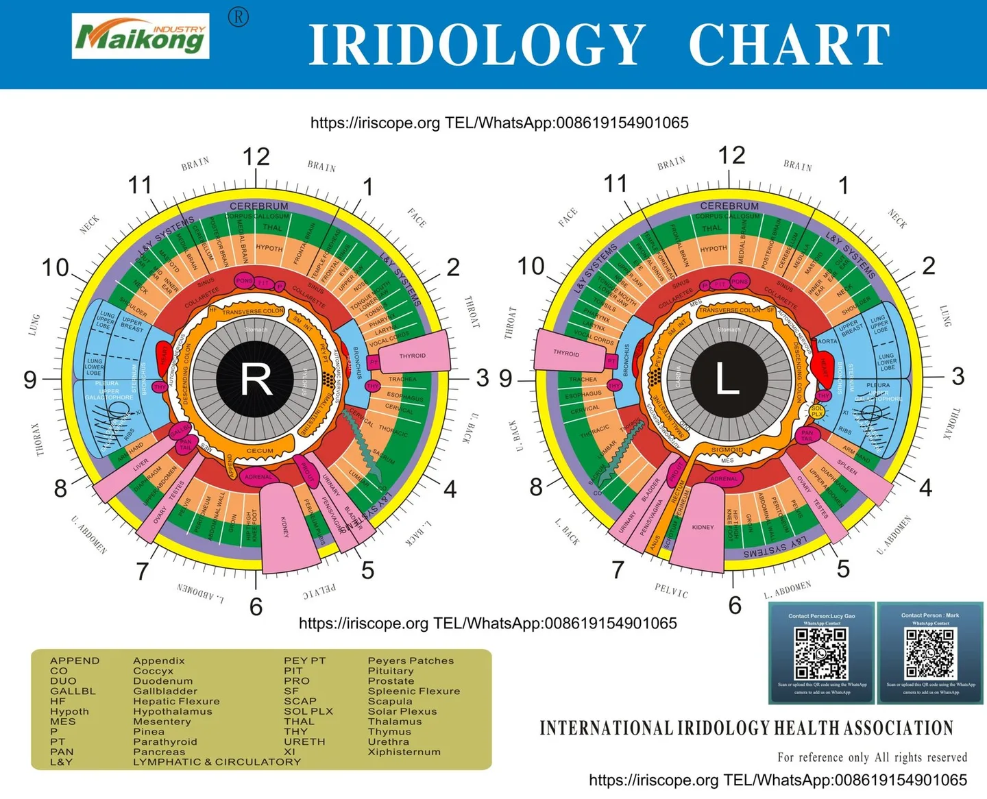 Where to find a useful free iridology course online — a practical guide for Australian private‑label health equipment brands — MAIKONG iridologia mapa (23).jpg