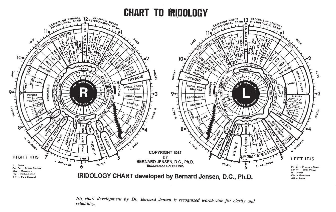 Optimising left/right iris comparison workflows for Australian iridology consultations — jensen iridology chart (8).JPG