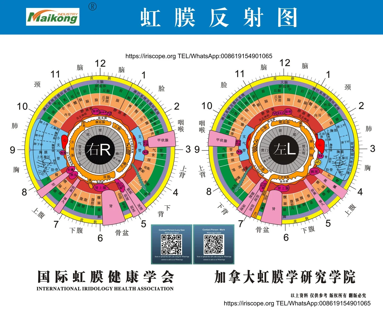 Optimising left/right iris comparison workflows for Australian iridology consultations — MAIKONG iridologia mapa (22).jpg