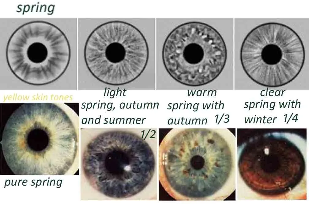 Looking for an “Amish iridologist near me” in Australia — practical options for OEM distributors — iridology images eye seasons spring eyes.jpg